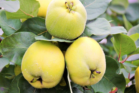 Image of Quince